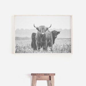 Op de afbeelding: Zwart-witfoto van twee Schotse Hooglanders die in een grasveld staan. De runderen kijken recht in de camera.
