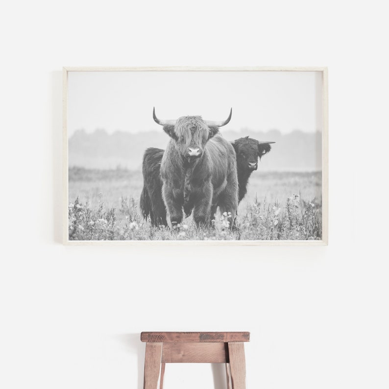 Op de afbeelding: Zwart-witfoto van twee Schotse Hooglanders die in een grasveld staan. De runderen kijken recht in de camera.