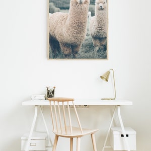 K&ouml;nnte beinhalten: Ein gerahmter Druck mit zwei flauschigen Alpakas auf einer Wiese. Er h&auml;ngt &uuml;ber einem wei&szlig;en Schreibtisch mit einem Holzstuhl, einer goldenen Schreibtischlampe und Aufbewahrungsboxen. Der Raum hat eine minimalistische &Auml;sthetik mit nat&uuml;rlichen Farbt&ouml;nen.