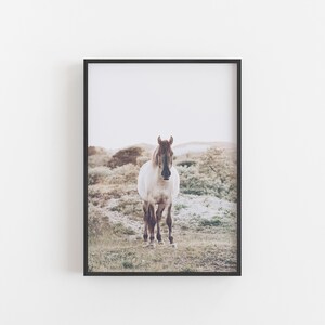 May include: A white and brown horse stands in a field of tall grass. The horse is looking directly at the camera. The background is a blurry landscape of sand dunes and vegetation.
