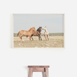 Puede incluir: Tres caballos corriendo en un campo. El caballo de delante es blanco, el caballo del medio es marr&oacute;n y el caballo de atr&aacute;s es de color marr&oacute;n claro.