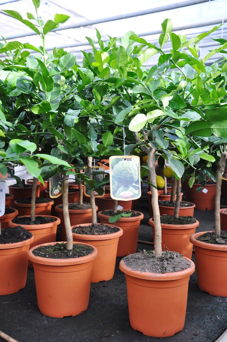 Kaffir limettenbaum kaufen Kaffir limettenbaum kaufen