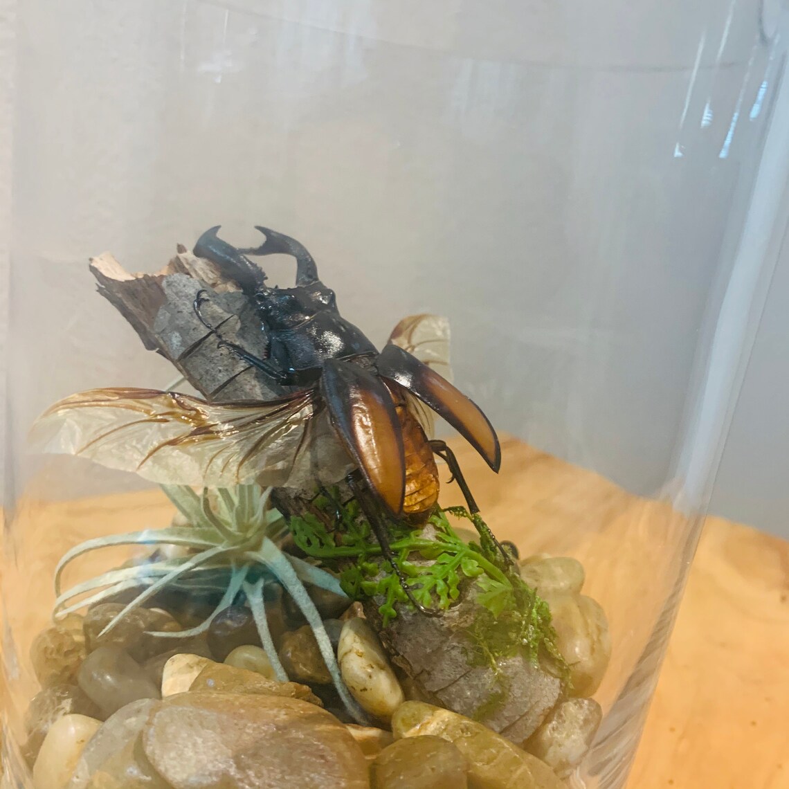 Mounted real stag beetle in glass Terrarium Etsy
