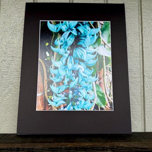 Hawaiian Blue Jade Flower 8x10 Printed Hawaiian Photo in 11x14 Matte. Hawaii. Matted Photo Print.