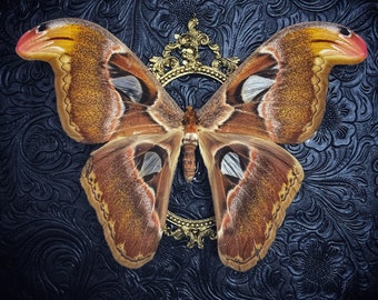 Snake Head Moth Etsy