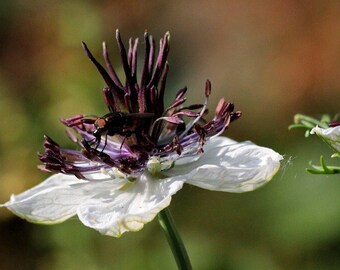 Jungfer im Grünen weiß, Nigella weiß, African Bride, Blumen, Pflanzen, Blumensamen, Saatgut, Geburtstagsgeschenk
