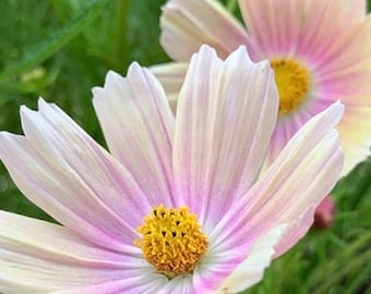 Cosmea, Kosmos Apricot Lemonade, Blumen, Pflanzen, Blumensamen, Saatgut, Geburtstagsgeschenk