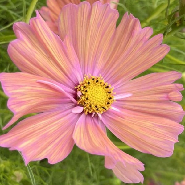 Cosmea, Kosmos Apricotta, Blumen, Pflanzen, Blumensamen, Saatgut, Geburtstagsgeschenk