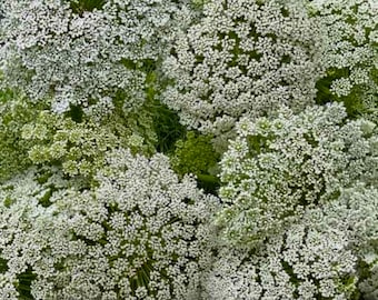 Ammi, Knorpelmöhre, Bischofskraut, Blumen, Pflanzen, Blumensamen, Saatgut, Geburtstagsgeschenk