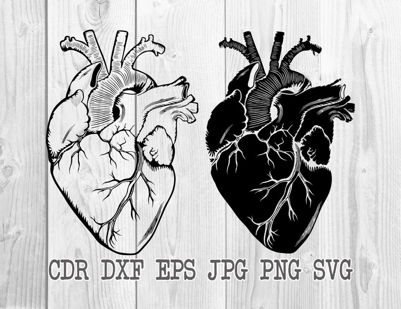 Free Free Heart Anatomy Svg 227 SVG PNG EPS DXF File