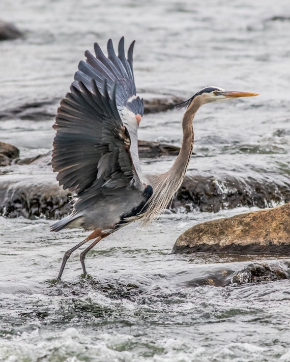 Great Blue Heron On The Rappahannock River Fredericksburg Etsy
