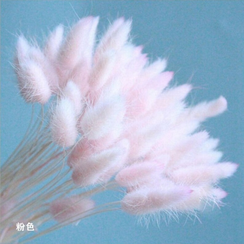 30piecesbulrush Natural Dried Small Pampas Grass Phragmites Etsy