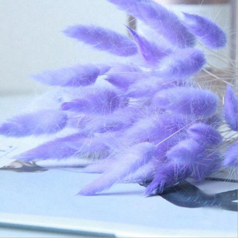 30piecesbulrush Natural Dried Small Pampas Grass Phragmites Etsy