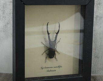 Framed Entomology Specimen, Stag Beetle