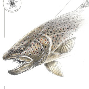 Trout / Trout - Open Edition 18 x 24 cm - Watercolor print