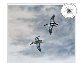 Canards Souchet / Ducks Shoveler - Open Edition - Watercolor reproduction