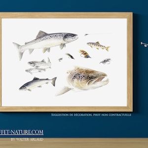 Salmon study - Reproduction 30 x 40 cm numbered and signed by the artist Walter Arlaud