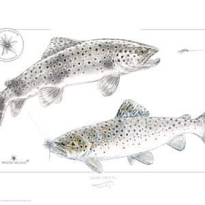 Trout fario / Brown Trout - Open Edition 24 x 18 cm - Watercolor reproduction