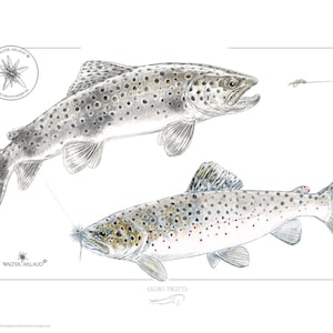 Truite fario /  Brown Trout - Open Edition 24 x 18 cm - Reproduction aquarelle