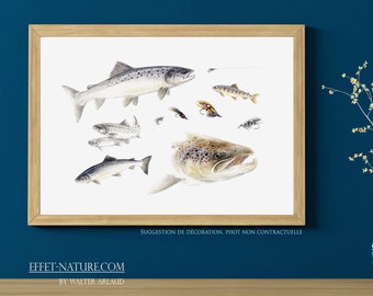 Salmon study, printing, watercolor, drawing, fisherman gift, fishing board, fishing art, home and decoration, animal art