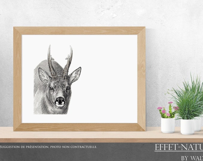 Deer / Roe deer - Reproduction 30 x 40 cm by animal artist Walter Arlaud