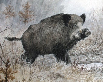 Sanglier au bois / Wild boar in the wood - Open Edition 18 x 24 cm - Reproduction aquarelle