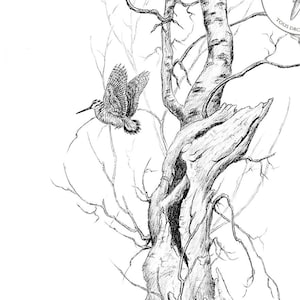 Woodcock in flight / Flushing Woodcock - Open Edition 18 x 24 cm - Reproduction drawing
