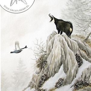 Chamois et tetra lyre / Camoscio e fagiano di monte Open Edition 18 x 24 cm - Riproduzione acquerello