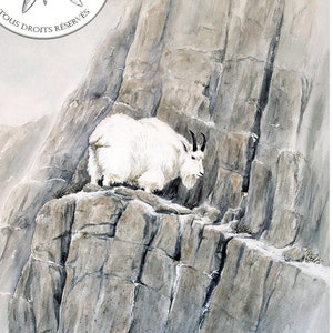 Chèvre des Rocheuses / Rocky mountain goat - Open Edition 18 x 24 cm - Watercolor reproduction Walter Arlaud