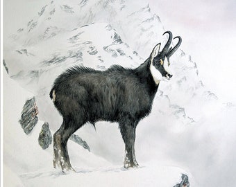 Chamois / Open Edition - Watercolor reproduction