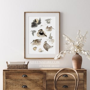 Limited Fine Art prints &quot;Study of woodcock&quot; - 30 x 40 cm - numbered stamped and signed by the artist Walter Arlaud