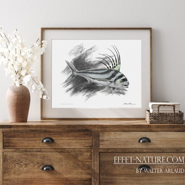 Limited Fine Art prints "Roosterfish" / Pez Gallo / Roosterfish / numbered stamped and signed by the artist Walter Arlaud