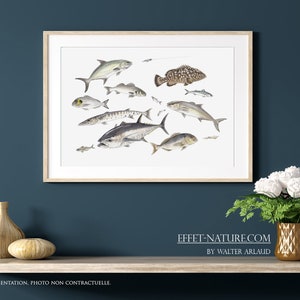 Study of sea carnivores - Reproduction 30 x 40 cm by the animal artist Walter Arlaud
