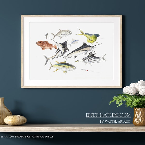 Estudio Pesca deportiva - Reproducción 30 x 40 cm del artista animalista Walter Arlaud