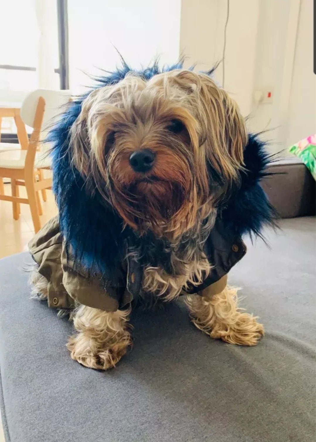 WINTER DOG JACKET Luxury Faux Fur Collar Dog Coat Fur Dog Etsy