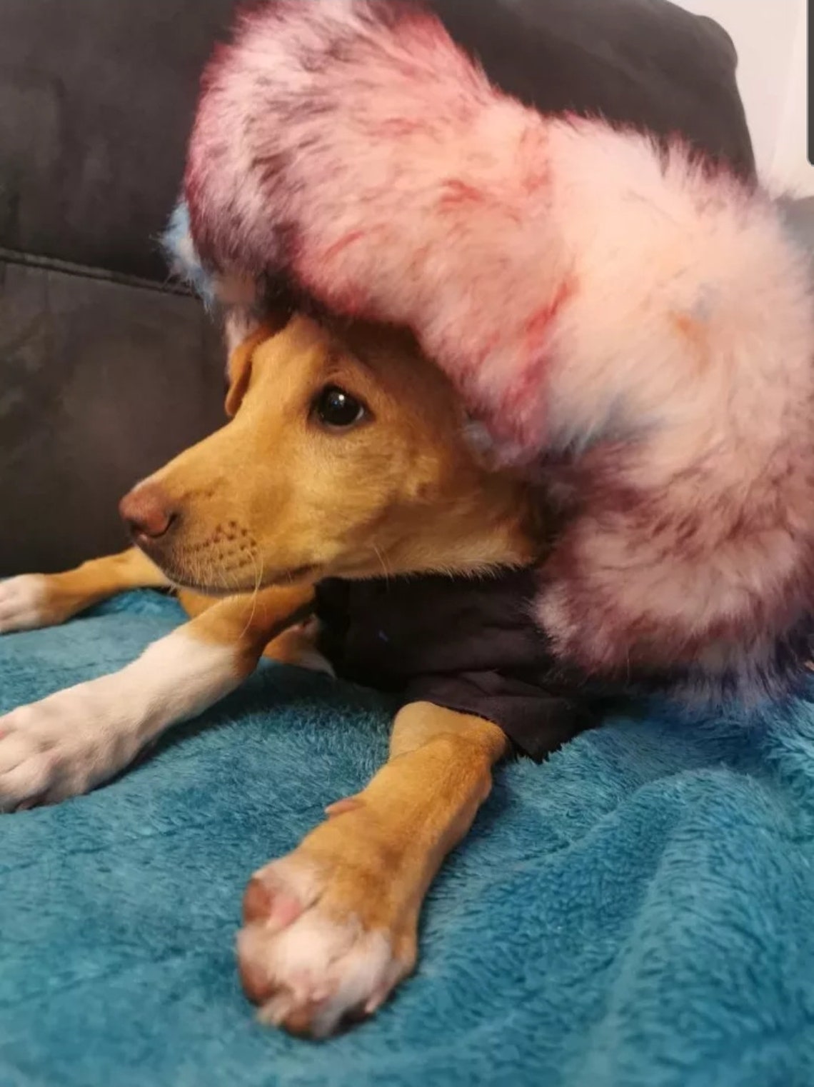 WINTER DOG JACKET Luxury Faux Fur Collar Dog Coat Fur Dog Etsy