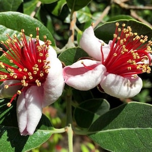 Pineapple Guava Feijoa Sellowiana | Live plant | 6 inch pot