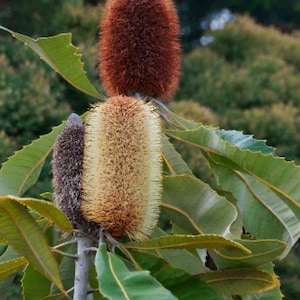 Banksia Robur AKA Swamp Banksia Protea | Live Plant | 6 inch container