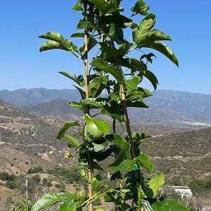Frederick Passion Fruit | 5 gal | live plant | 5-6 feet tall