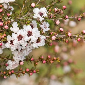 White Tea Tree Leptospermum Scoparium | Live plant | 6 inch pot