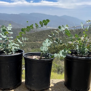 Baby Blue Eucalyptus | Live plant | 6 inch pot