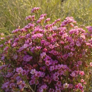 cherry blossom bonsai tree buy Nearly Natural Cherry Blossom Bonsai Artificial Tree main image 0