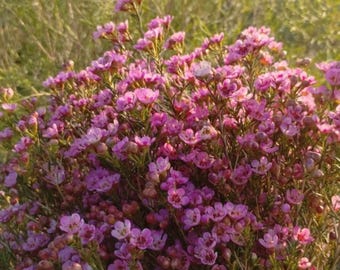 Sarah's Delight - Chamelaucium Uncinatum - Geraldton Wax | Live Plant - Etsy