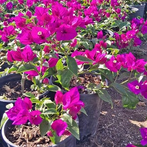 Magenta Bougainvillea| Live Plant | 6 inch pot