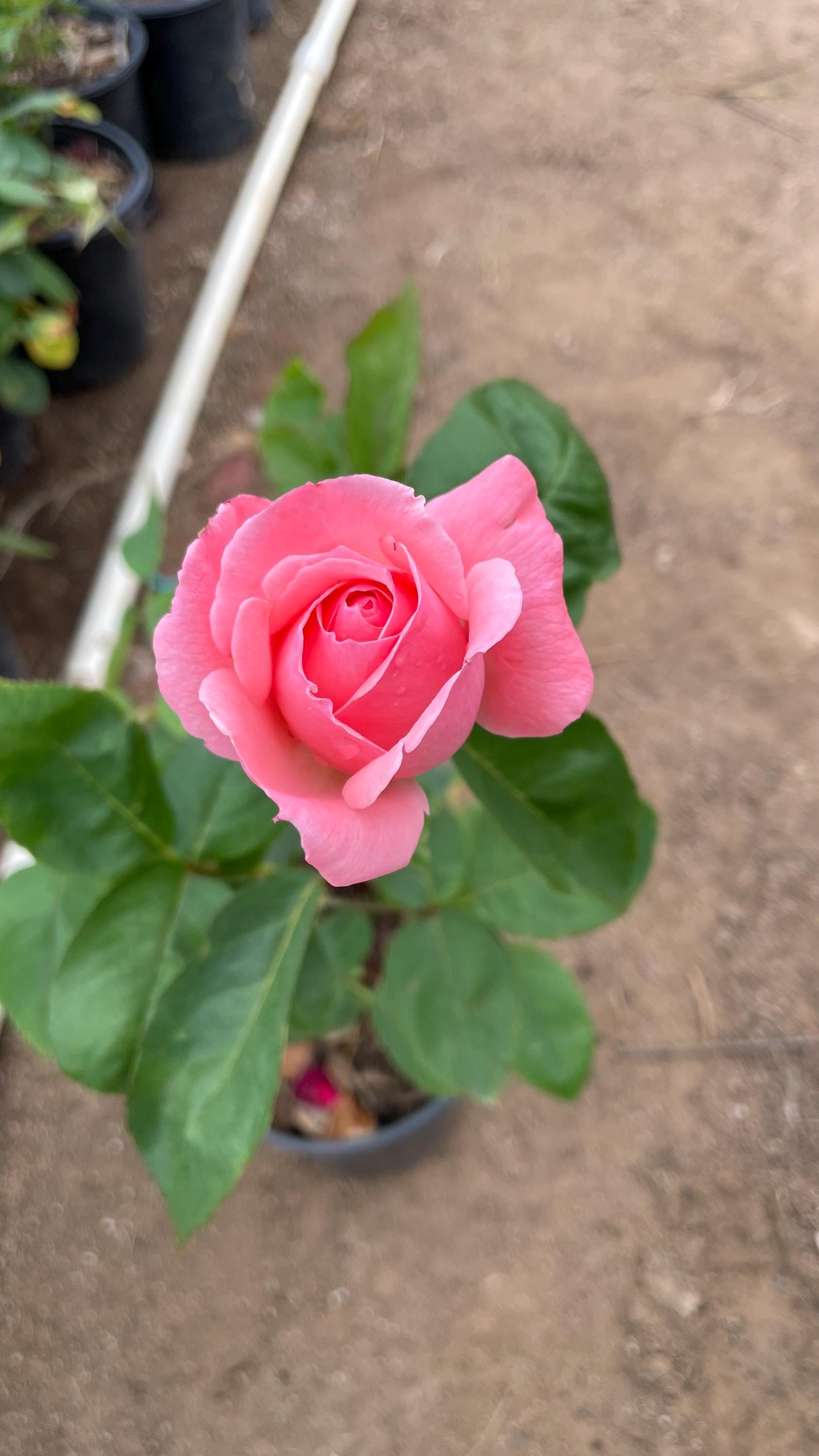 Pink Rose | Live Plant | 6 inch pot