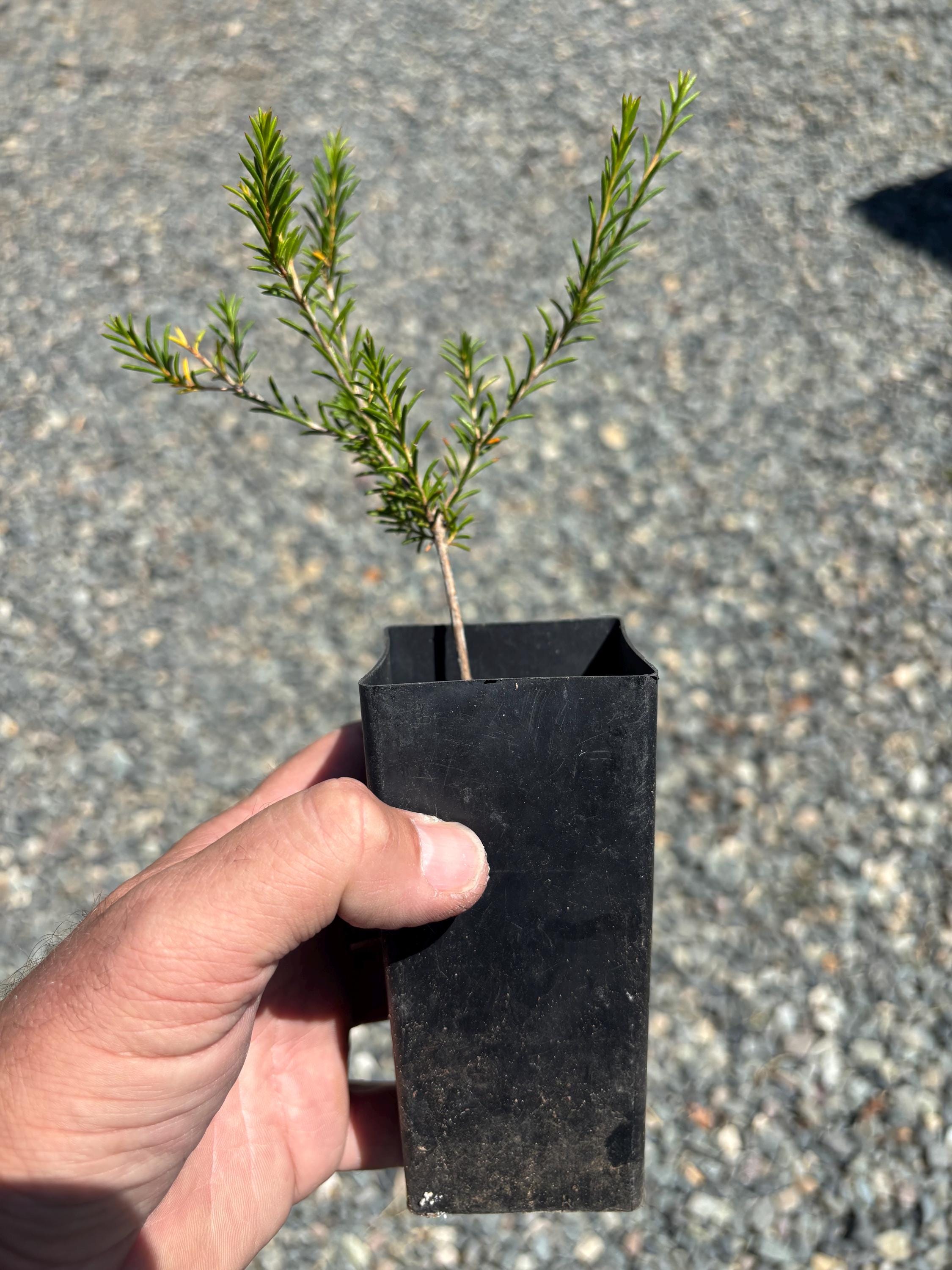 Sarah's Delight - Chamelaucium Uncinatum - Geraldton Wax | Live Plant - Etsy