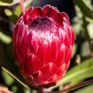 Claire Protea Cynaroides plant | Live Plant | 6 inch container