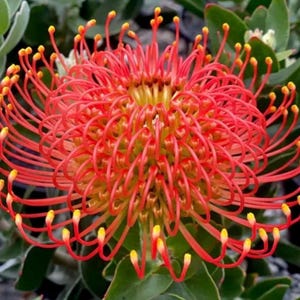 May include: Close-up of a vibrant red pincushion protea flower with yellow tips. The flower's intricate, spidery structure is surrounded by green foliage. The flower's unique shape and color make it a striking focal point.