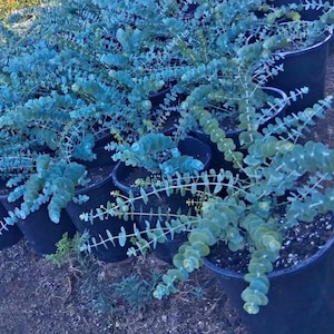 Baby Blue Eucalyptus | 5 Gallon | Live Plant