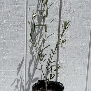 Wilson Olive Tree | Fruitless | Live Plant | 6 inch pot